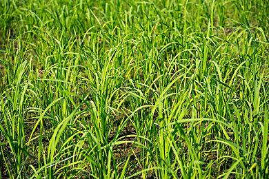 《黎明杀机》新章节“酷刑利器”发售 新屠夫新人类